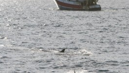 Fin whale with common dolphins chasing dwindling sprat stocks in West Cork