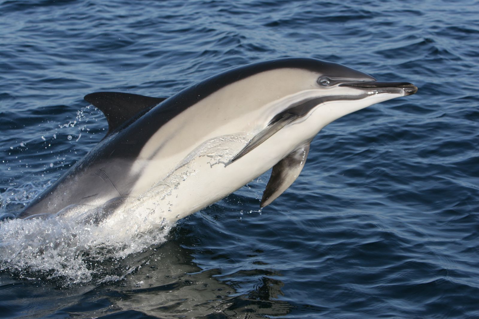 cork whale watch photo gallery whale watching in west cork