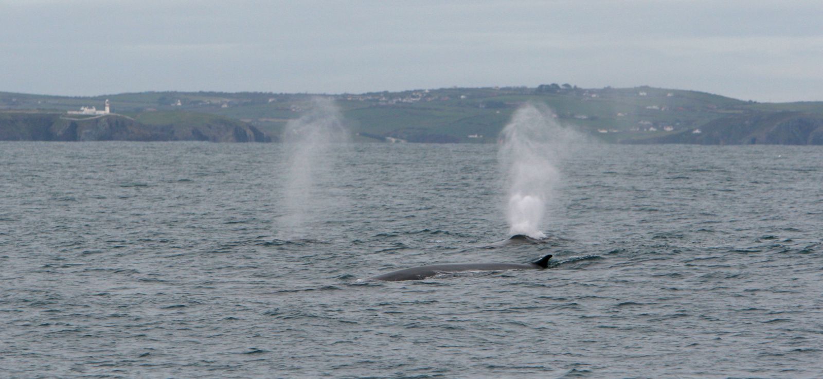 Cork Whale Watch Photo Gallery — Whale watching in West Cork, Ireland